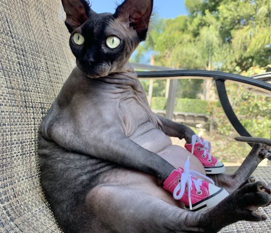 1 January Lily Rose the black Sphynx cat from California USA