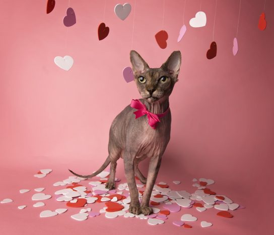 2 February Walter the Sphynx cat from Knoxville Tennessee USA