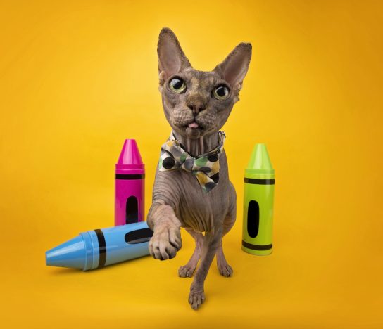 9 September Walter the Sphynx cat from Knoxville Tennessee USA